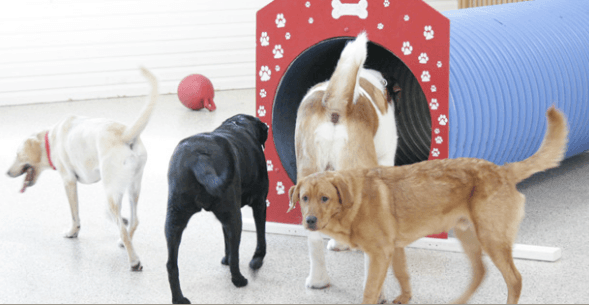 Doggy Daycare