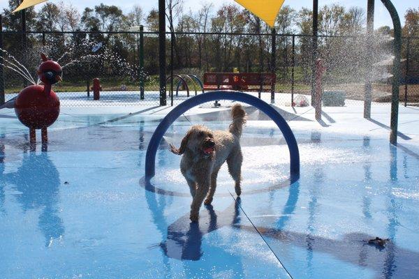 Lucy goes through the hoop.