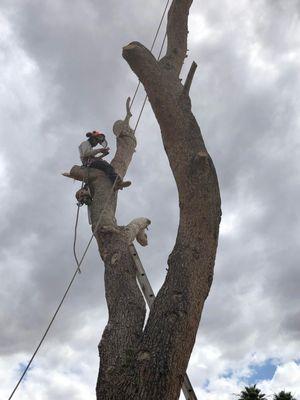 High End Tree Removal & Trimming