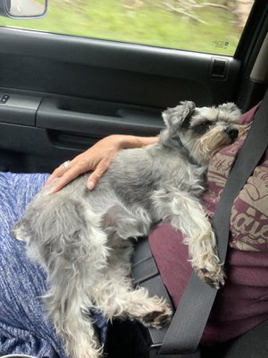 Miniature schnauzer