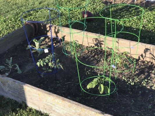 Our very small garden this year