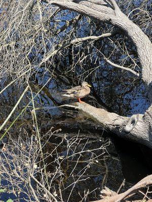 James Dilley Greenbelt Reserve