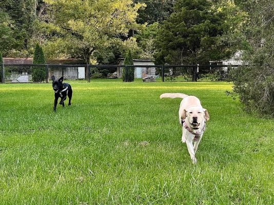 Off leash obedience