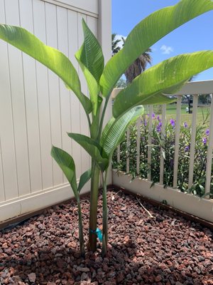 Beautiful heliconia