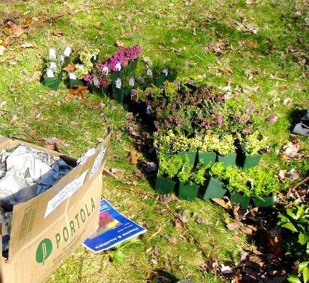 Heaths and Heathers Nursery -- My mail order of 50 Heathers, ready to plant, April 2008