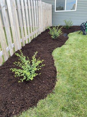 New lilac bushes and mulch installed