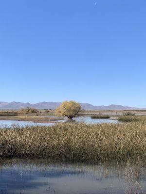 White water draw is just down the road from the gas station. HUNDREDS OF THOUSANDS OF BIRDS!