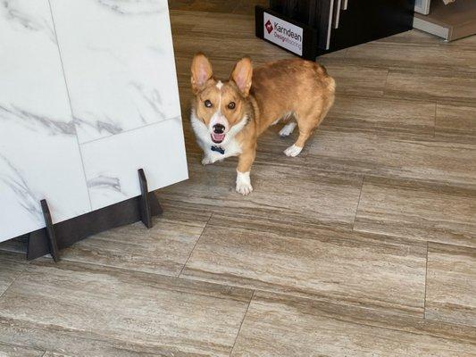 Charlie showing off some of the PET FRIENDLY flooring  Halpin's Flooring America has to offer!