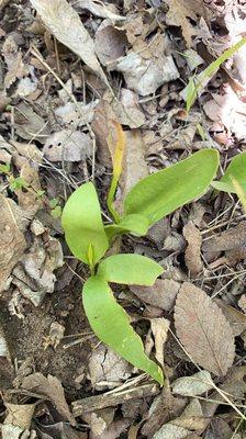 Lots of beautiful native plants to ID - limestone Adder's Tongue