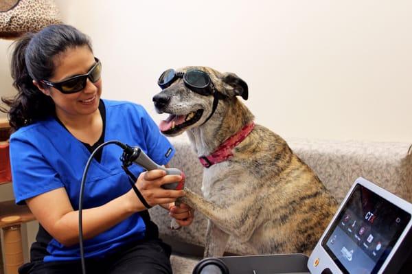 Lola getting a laser therapy treatment. It reduces inflammation, pain, and is side effect FREE!