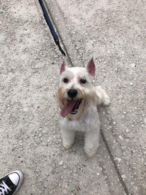 Fresh mini schnauzer cut