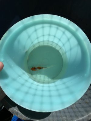 3inch butterfly koi