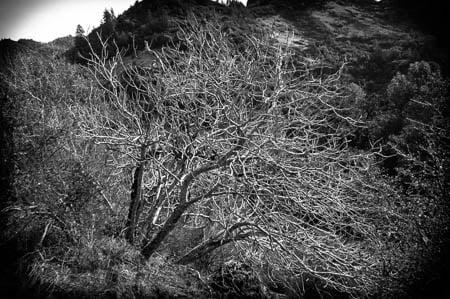 The winter look of the stately California Buckeye.