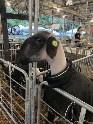 Champaign County Fair