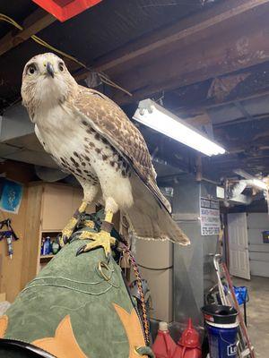 Juvenile red tailed hawk