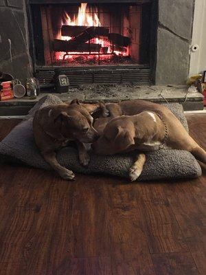 My neighbor's lovey fur babies! I love giving them baths and playing with them.