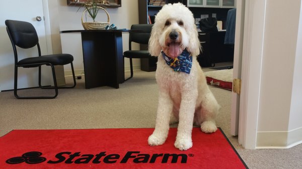 Remi the office greeter!