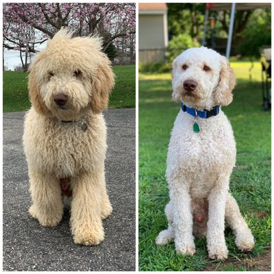 Baker before and after his summer cut from Pat!