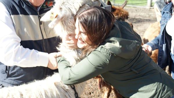 Alpaca Hug