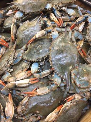 Live blue crabs! Seasonal only