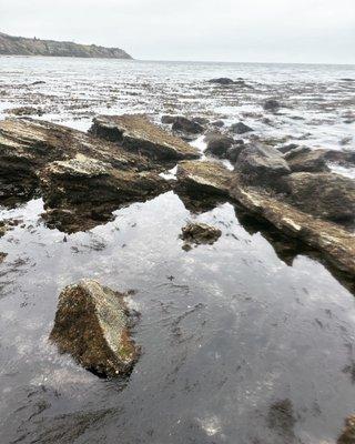 Tide pool