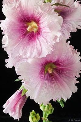 Stunning Hollyhock!