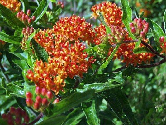 Butterfly weed (Asclepias tuberosa)