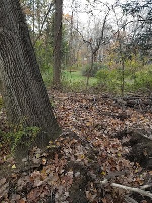 Leaning tree (see others for perspective). Trench dug 180 degrees around tree trunk severing half of supporting roots. A total loss.