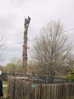 Bringing this oak tree down safely!