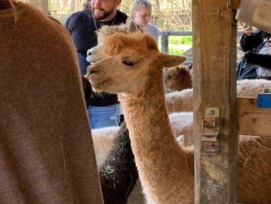 Lasso the Moon Alpaca Farm