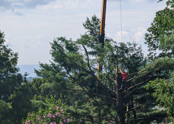 Tree removal via crane