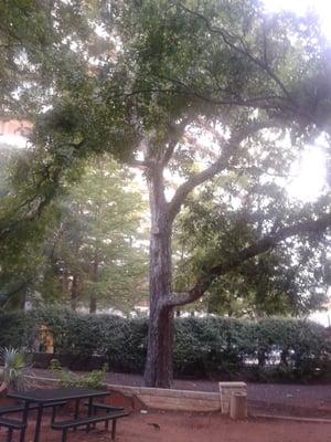 Shady Tree outside Travis Building State Cafeteria. Great place to Picnic on the great Food. Cafeteria is open to the Public!