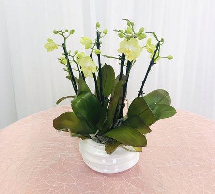 Orchids for any occasion.