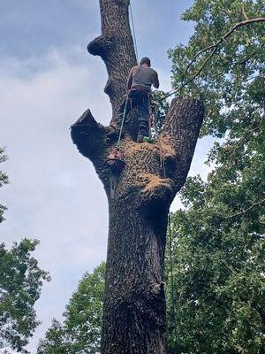 This is Keith taking a huge oak tree down p I ece by piece