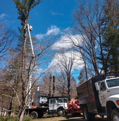 Dillon Excavating & Tree Service