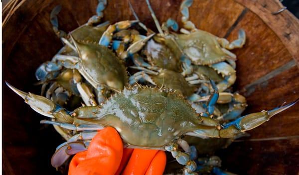 Best crabs on the Chesapeake Bay!