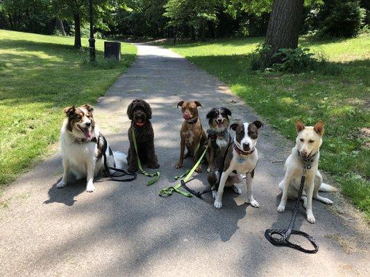 Pack Walk!