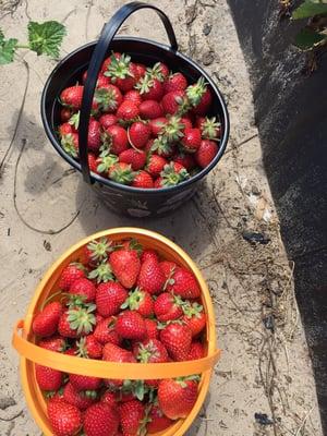 2 buckets of strawberries for $3.50