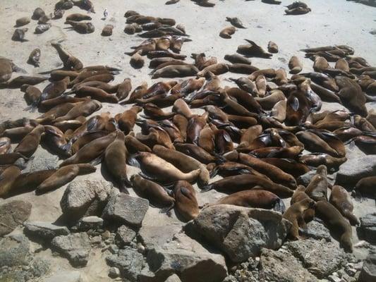 Sea lions out front of the Center for Ocean Solutions