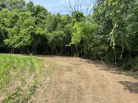 Standing corn cleanup after never getting into crops