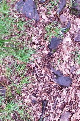 Do you see it?! Baby Eastern Milk Snake. Not poisonous.