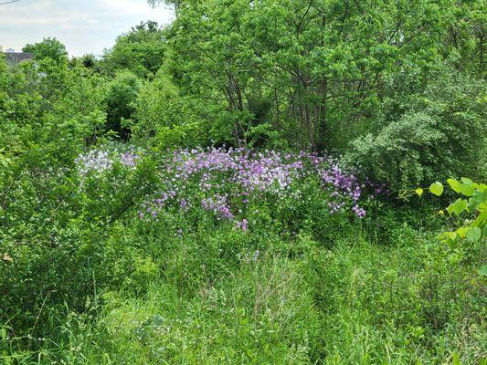 Beautiful flowers blooming in the spring