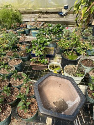 Parks Bonsai Farm Nursery