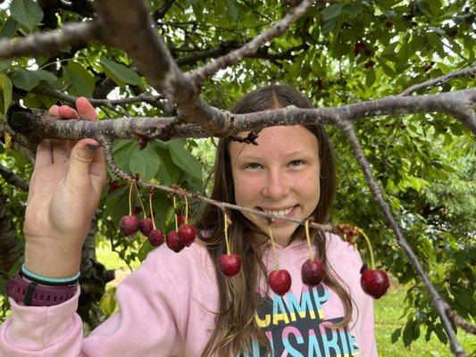 Sweet cherries