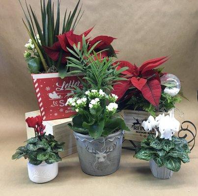 Festive Holiday Houseplants!