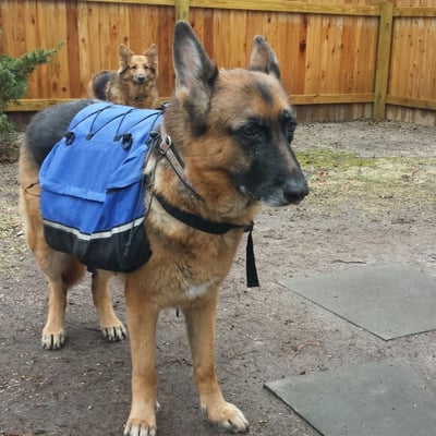 Icy cold doesn't stop us. Rex, Sophie and Sadie are ready for work. #ForYourSpotPetSitting #ForYourSpotDogWalking