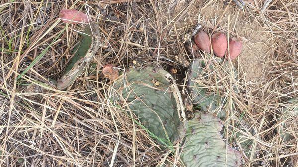 Prickly pear cactus