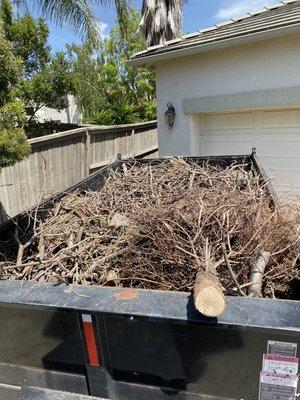 Tree removal