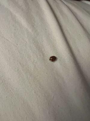 A dead ladybug found in my bed!!!!