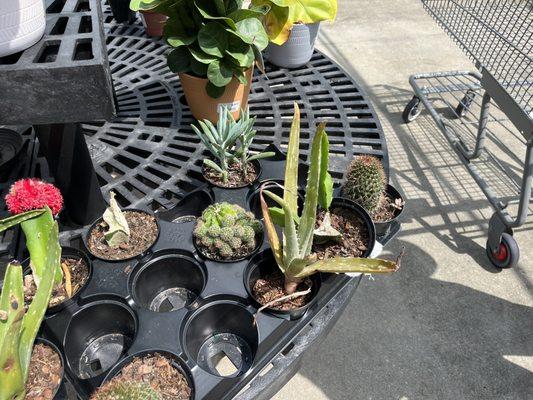 Clearance plants